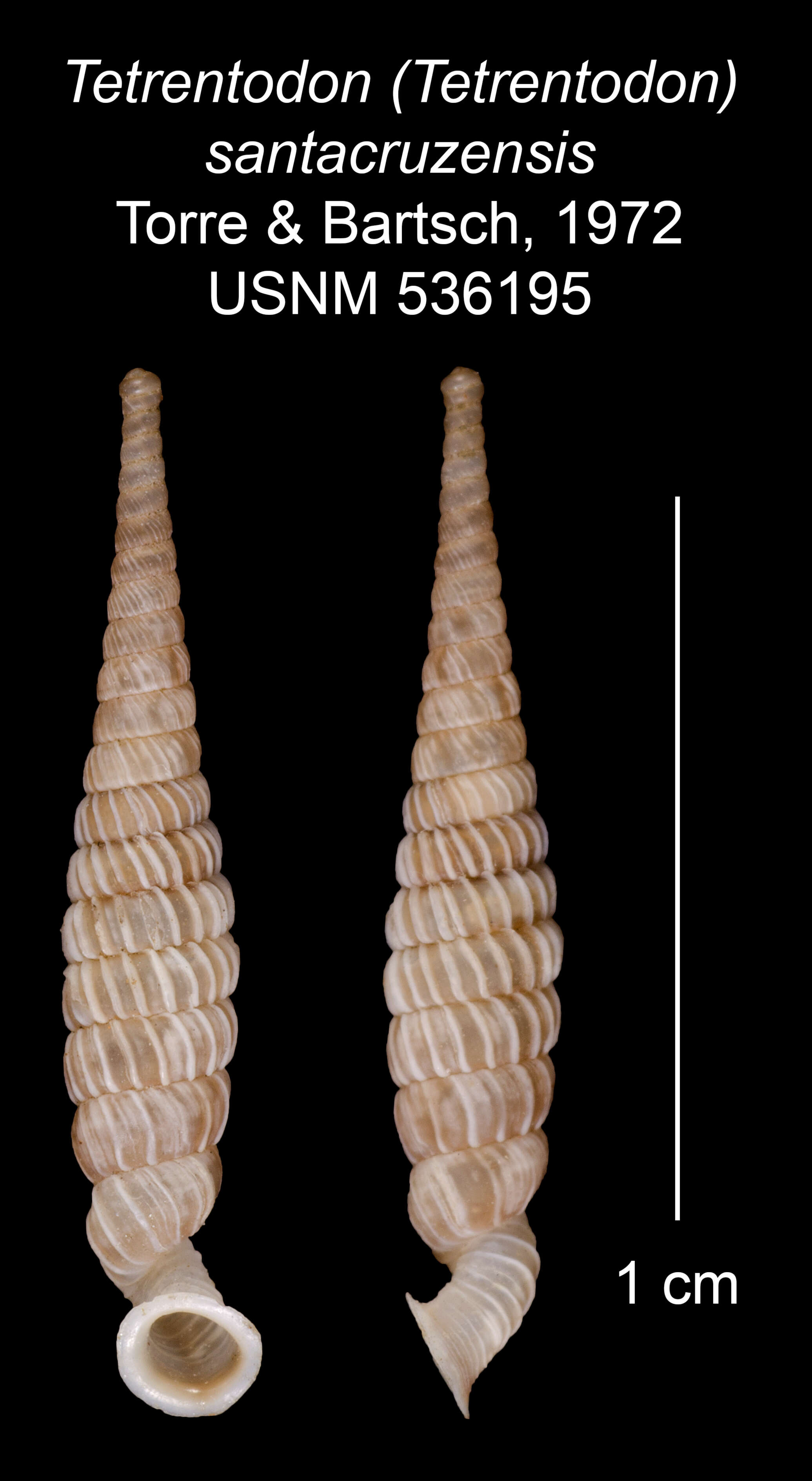 Image of Tetrentodon santacruzensis C. de la Torre & Bartsch 1972