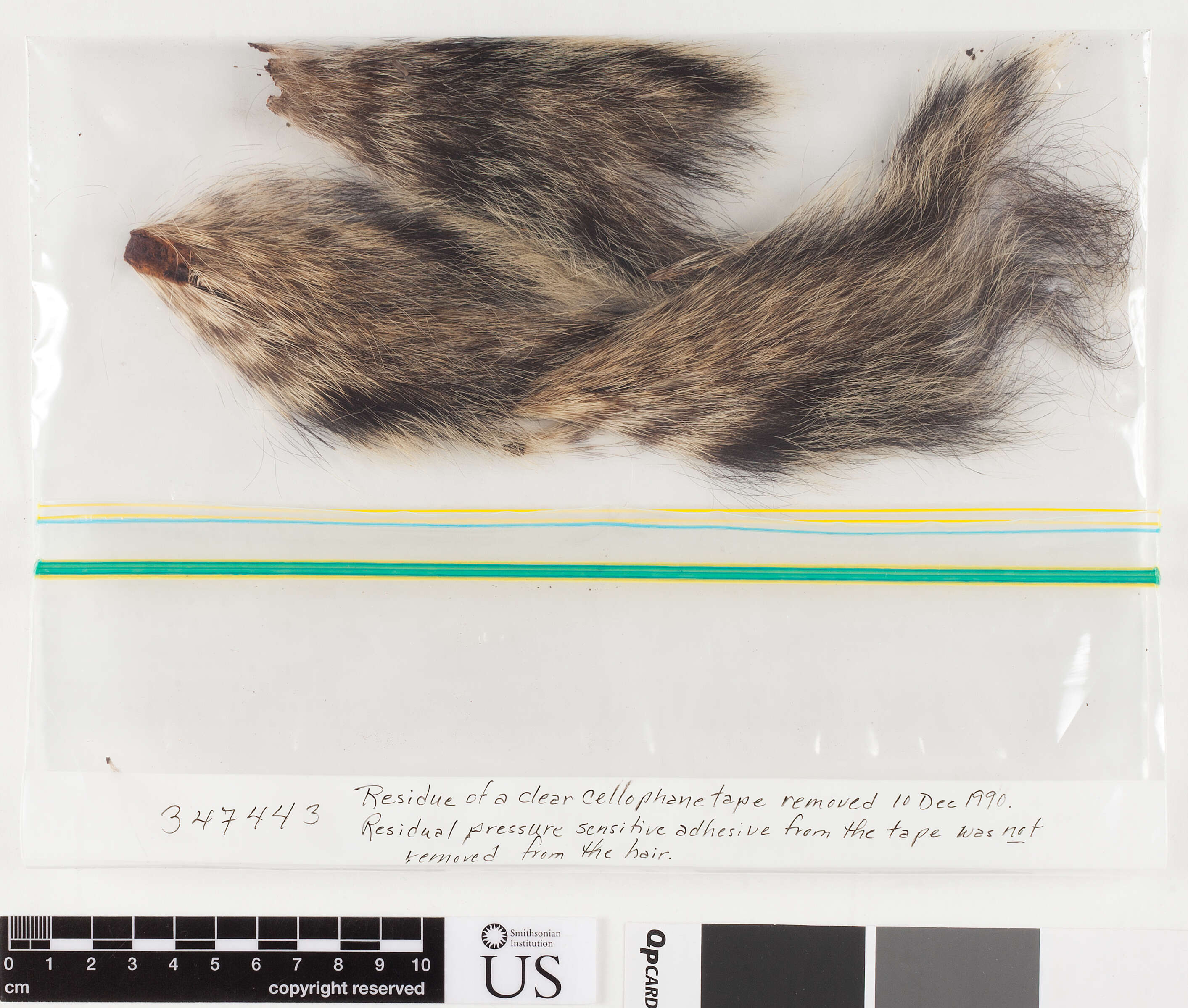 Image of Delmarva Peninsula fox squirrel