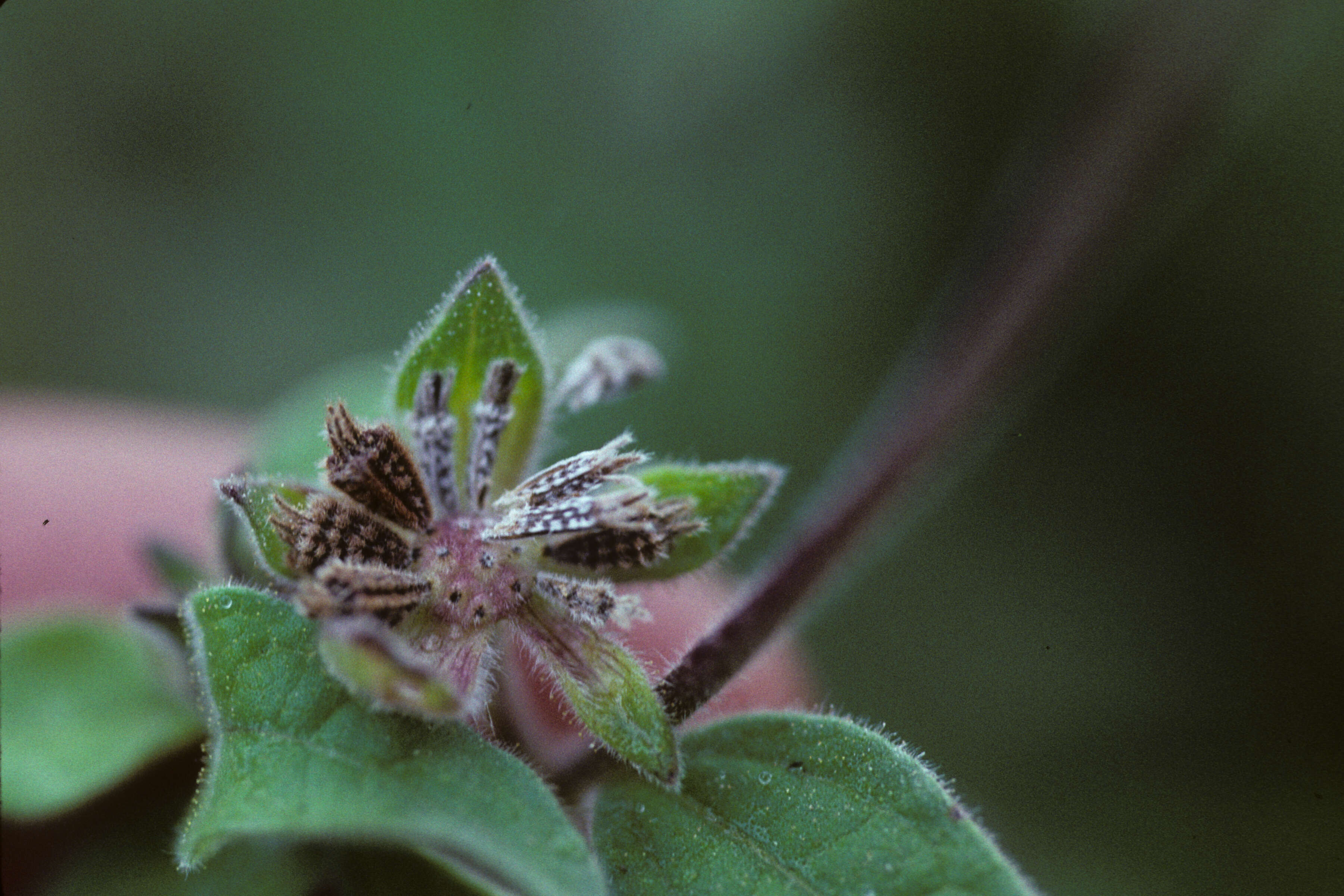 Image of silkleaf