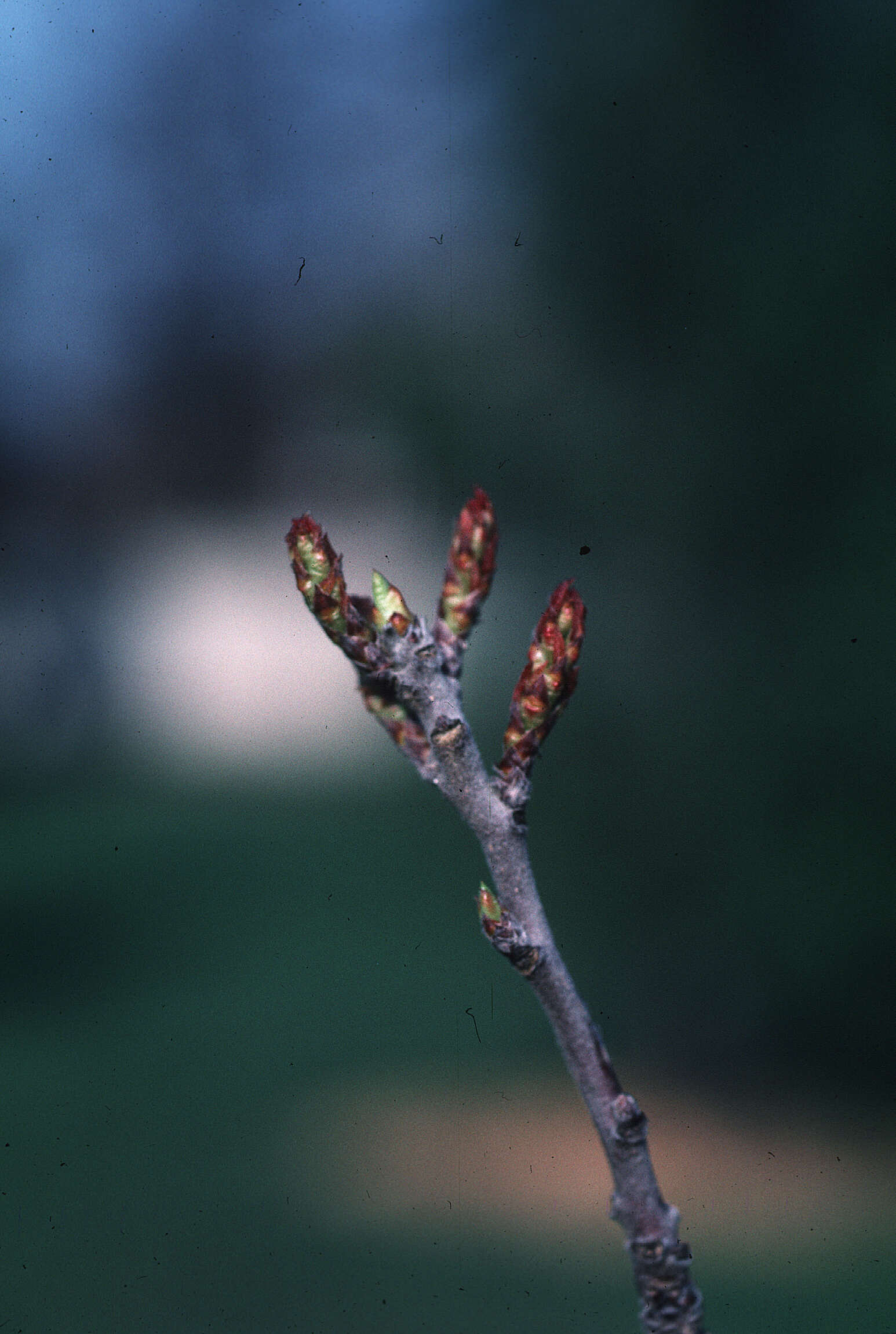 Image de Leitneria floridana Chapm.