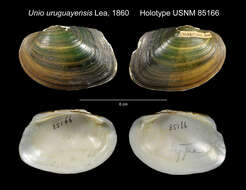 Image of Unio uruguayensis Lea