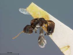 Image of Leiophron fuscipennis Loan 1974