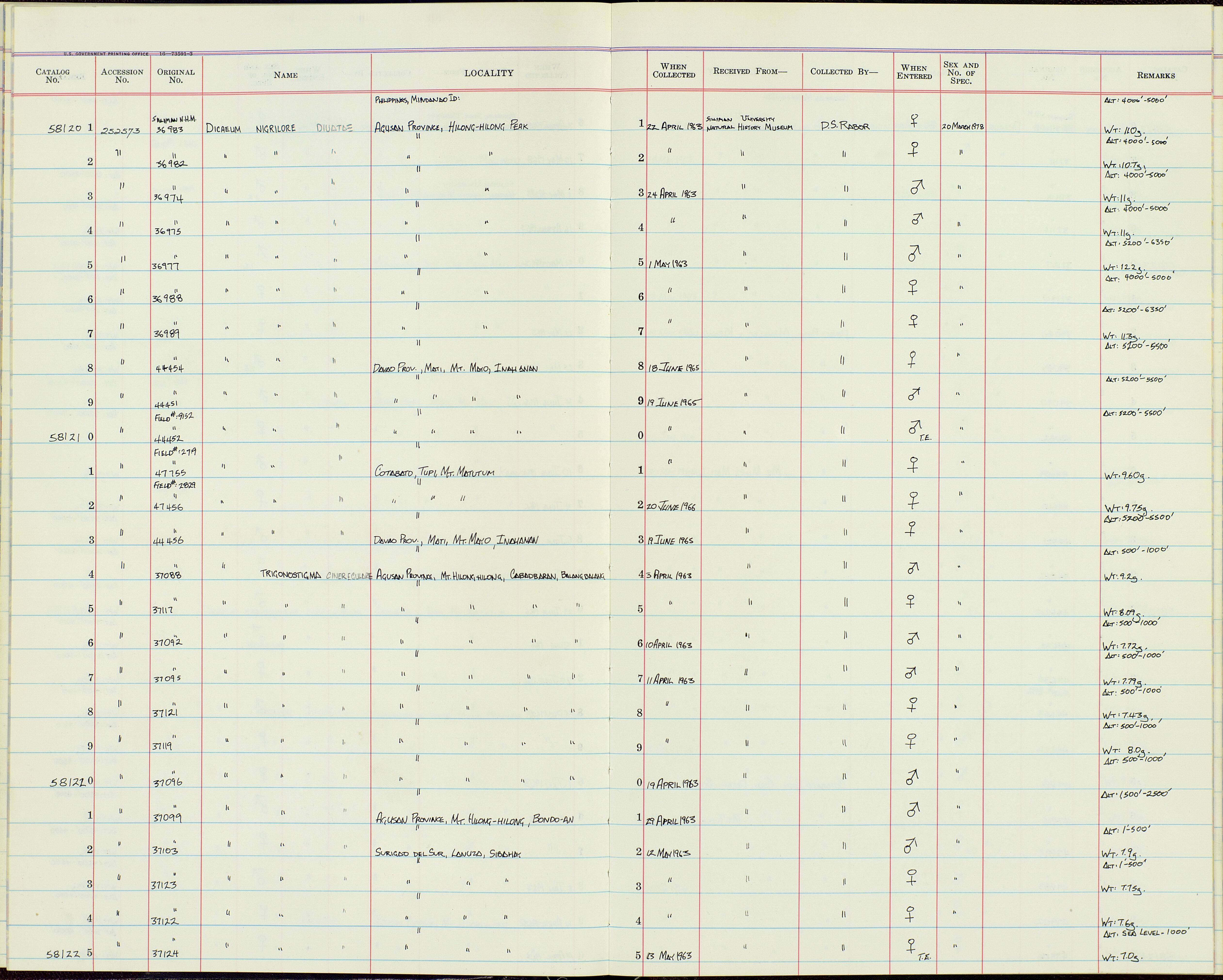 Imagem de Dicaeum trigonostigma cinereigulare Tweeddale 1878