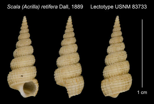 Imagem de Scala (Acrilla) retifera Dall