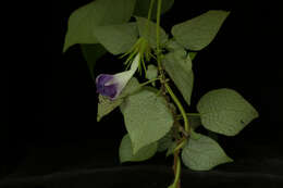 Image of whiteedge morning-glory