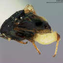 صورة Pentelicus confusus (Ashmead 1900)