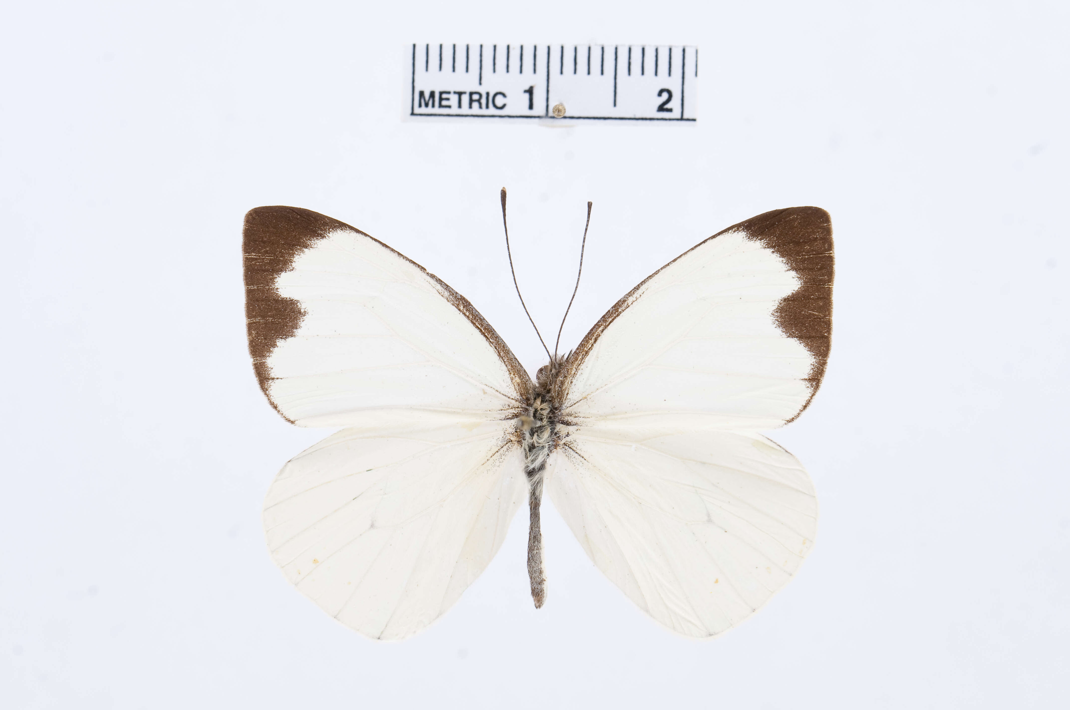 Image of Leptophobia aripa (Boisduval 1836)