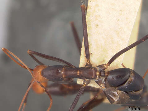 Image of Leptomyrmex erythrocephalus unctus Wheeler 1934