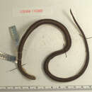 Image of Forbes' Graceful Brown Snake