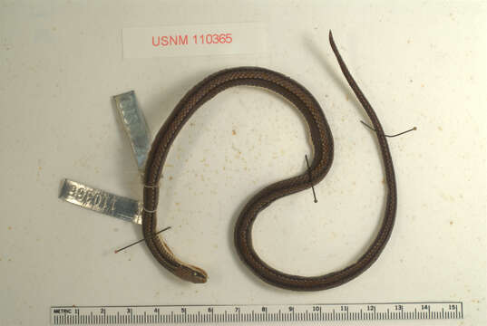 Image of Forbes' Graceful Brown Snake