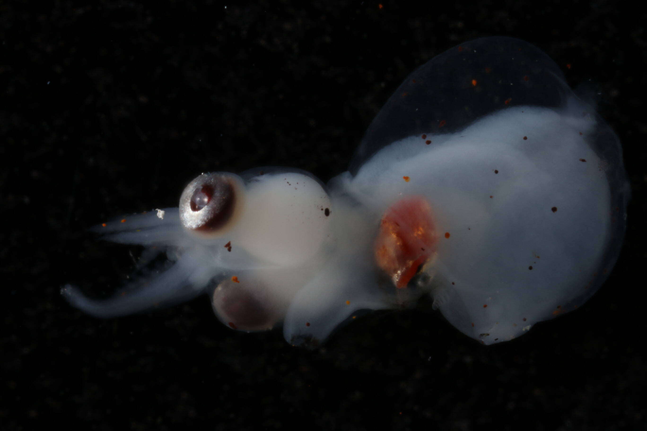 Image of Atlantic bird squid