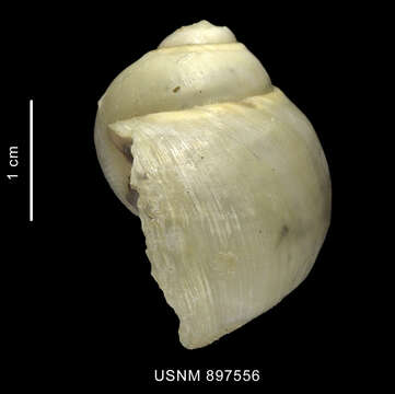 Image of Falsilunatia fartilis (R. B. Watson 1881)