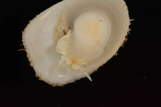 Image of Spiny cup and saucer shell