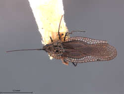 Image of Leptopharsa lenatis Drake 1930