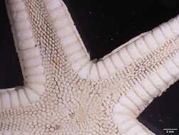 Image of Astropecten cingulatus Sladen 1883