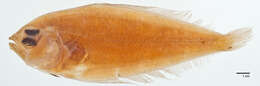 Image of Brown lefteye flounder