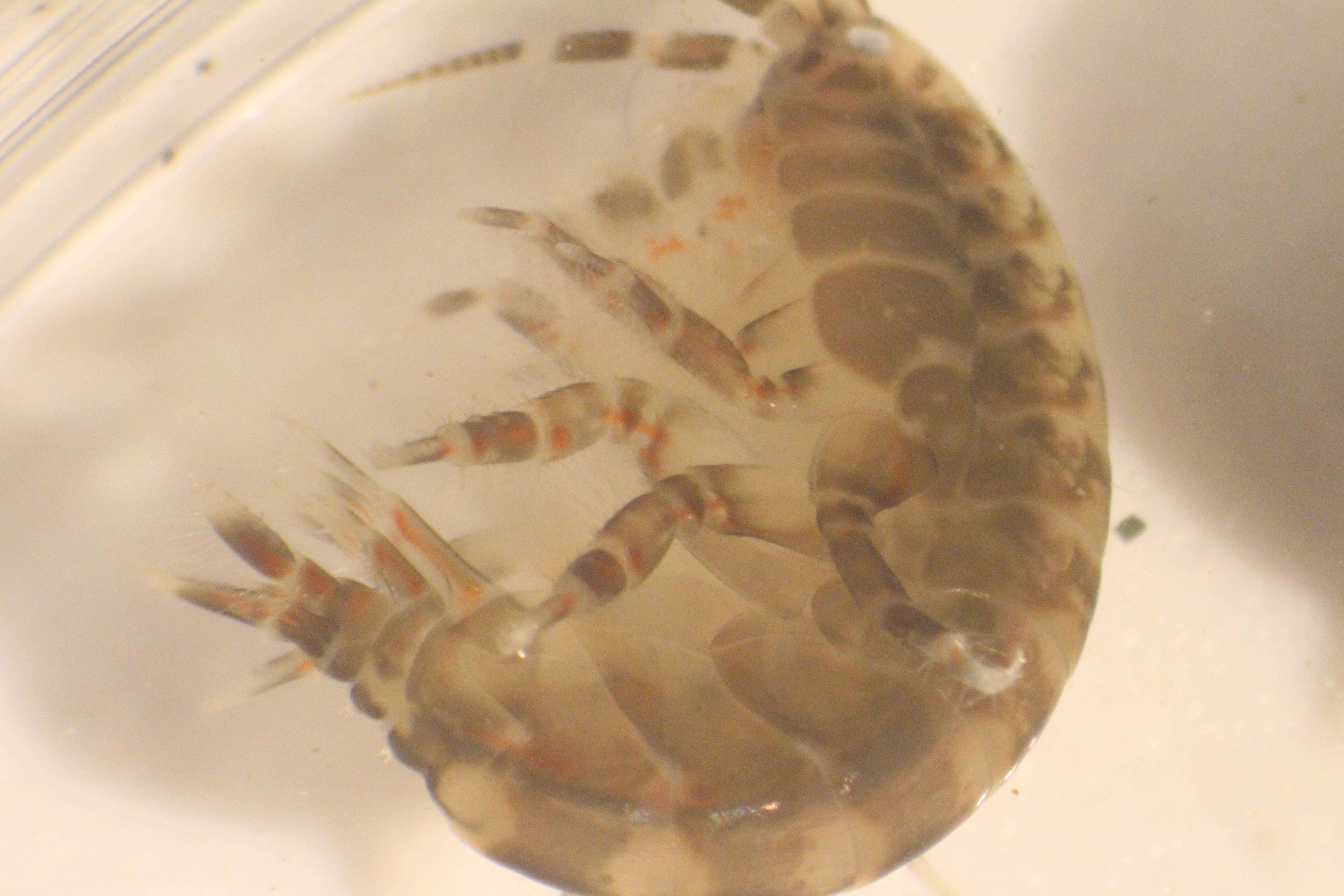 Image of Anisogammaridae