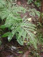 Pteris irregularis Kaulf. resmi