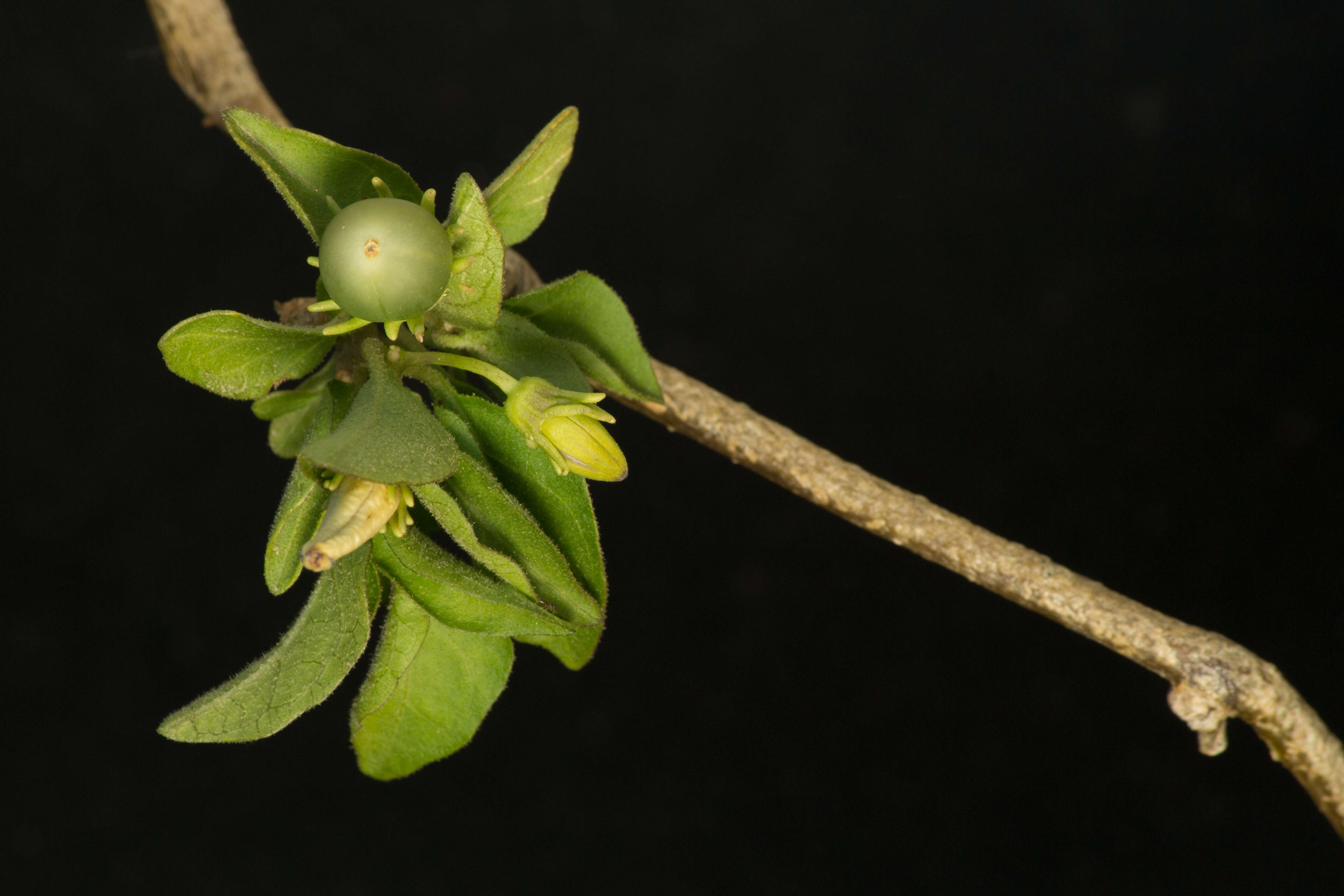 Image of Lycianthes lenta (Cav.) Bitter