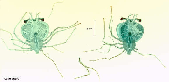 Image of <i>Scyllarus martensii</i> Pfeffer 1881