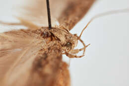 Слика од Phthorimaea