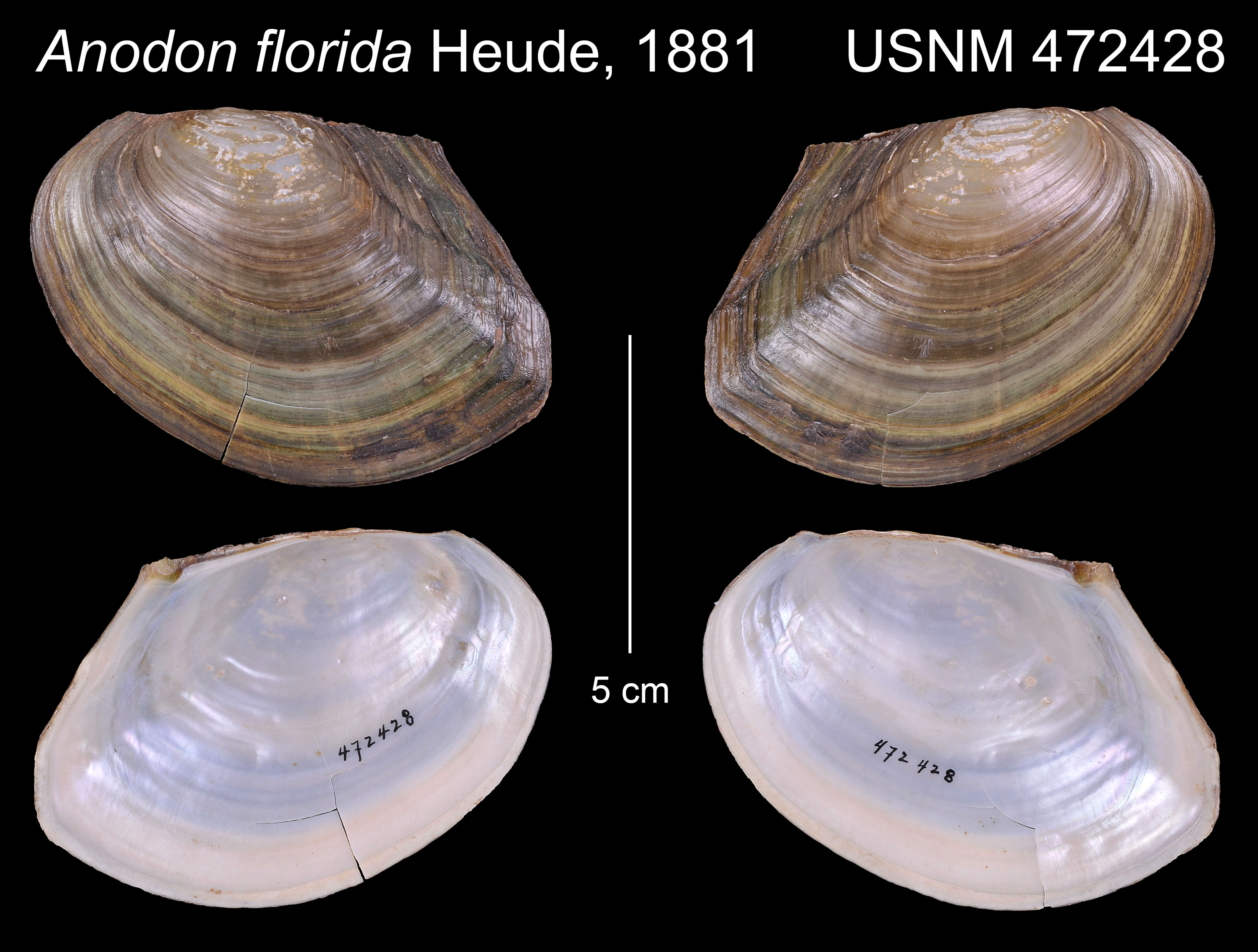 Image of Sinanodonta Modell 1945