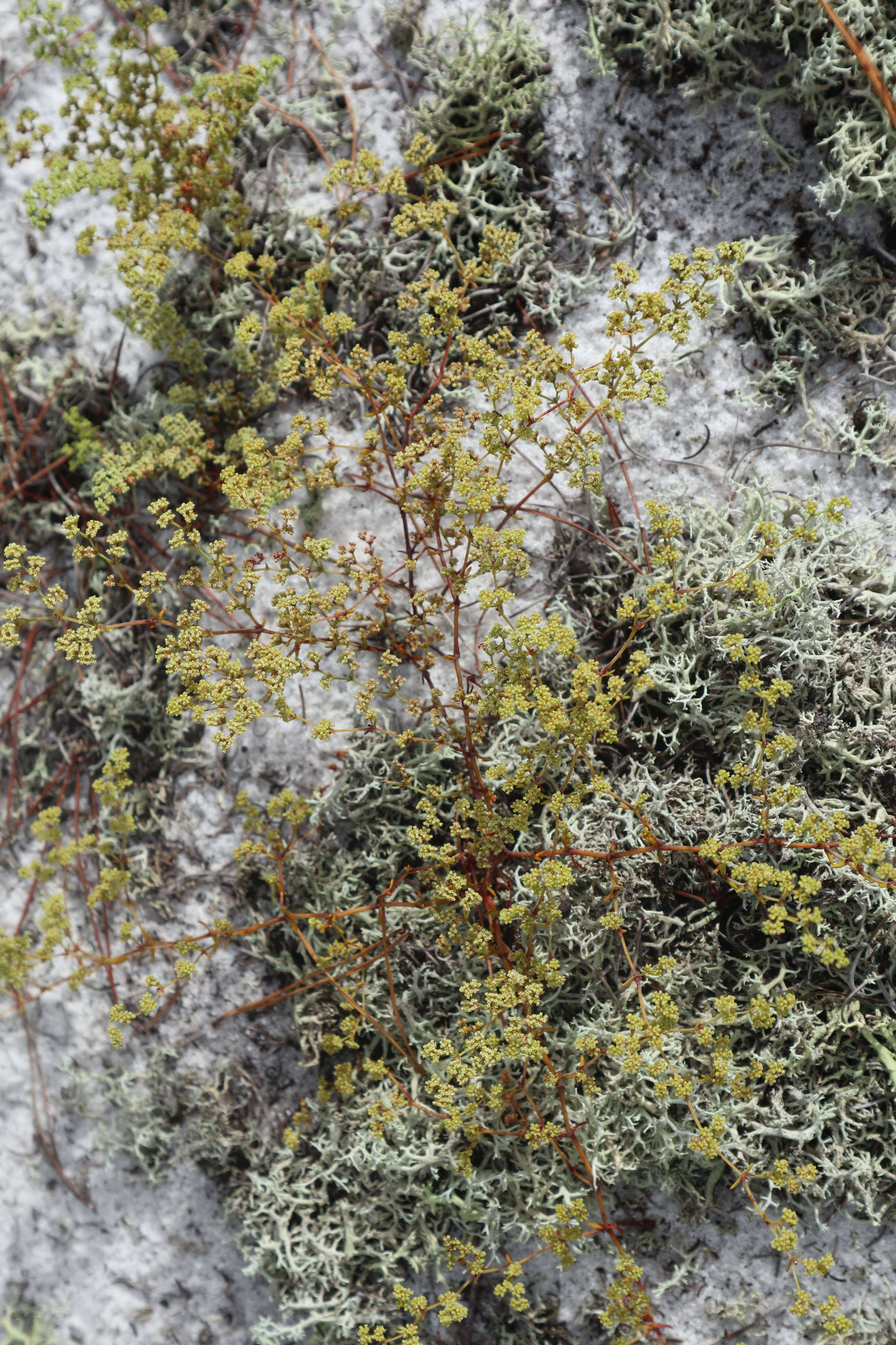 Image of pineland nailwort