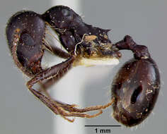Image of Aphaenogaster Mayr 1853