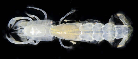 Image of bristle-footed ghost shrimp