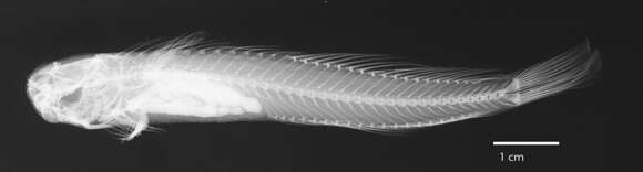 Слика од Blenniella gibbifrons (Quoy & Gaimard 1824)