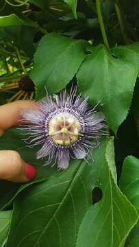 Image of Maypop