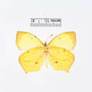 Image of Eurema fabiola (Felder & Felder 1861)