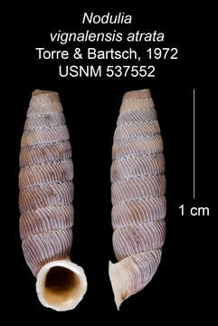 Imagem de Nodulia vignalensis atrata C. Torre & Bartsch 1972