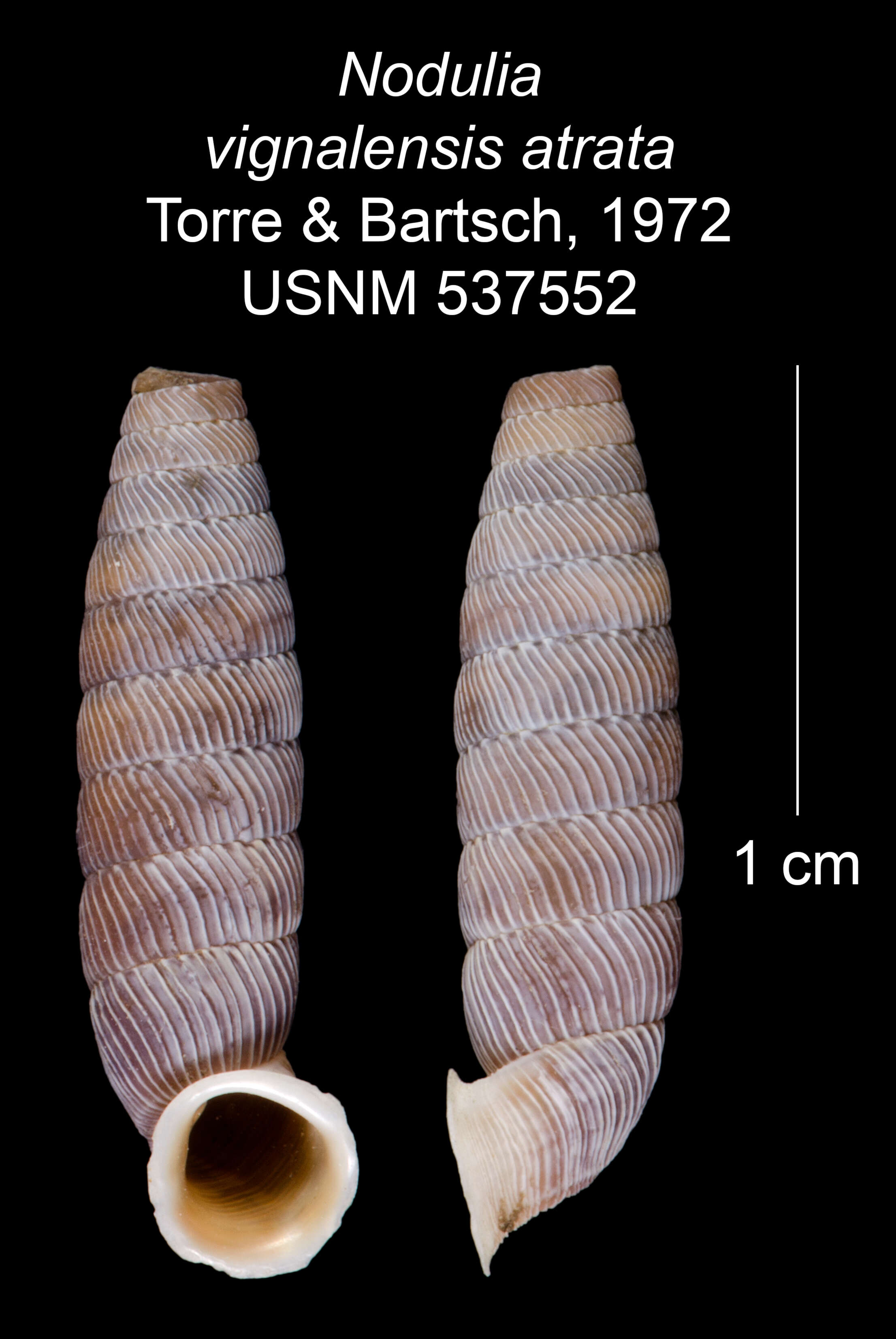 Image of Nodulia vignalensis atrata C. Torre & Bartsch 1972