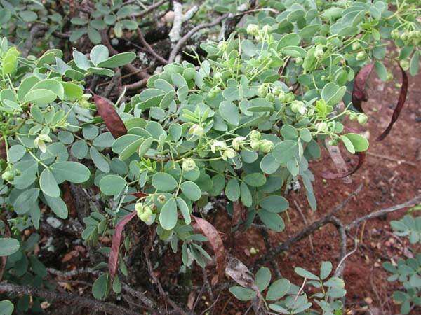 Image of Gaudichaud's senna