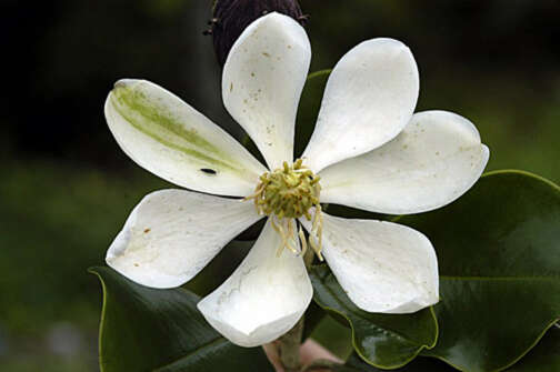 Magnolia hamorii Howard的圖片