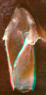 Image of Atlantic bird squid