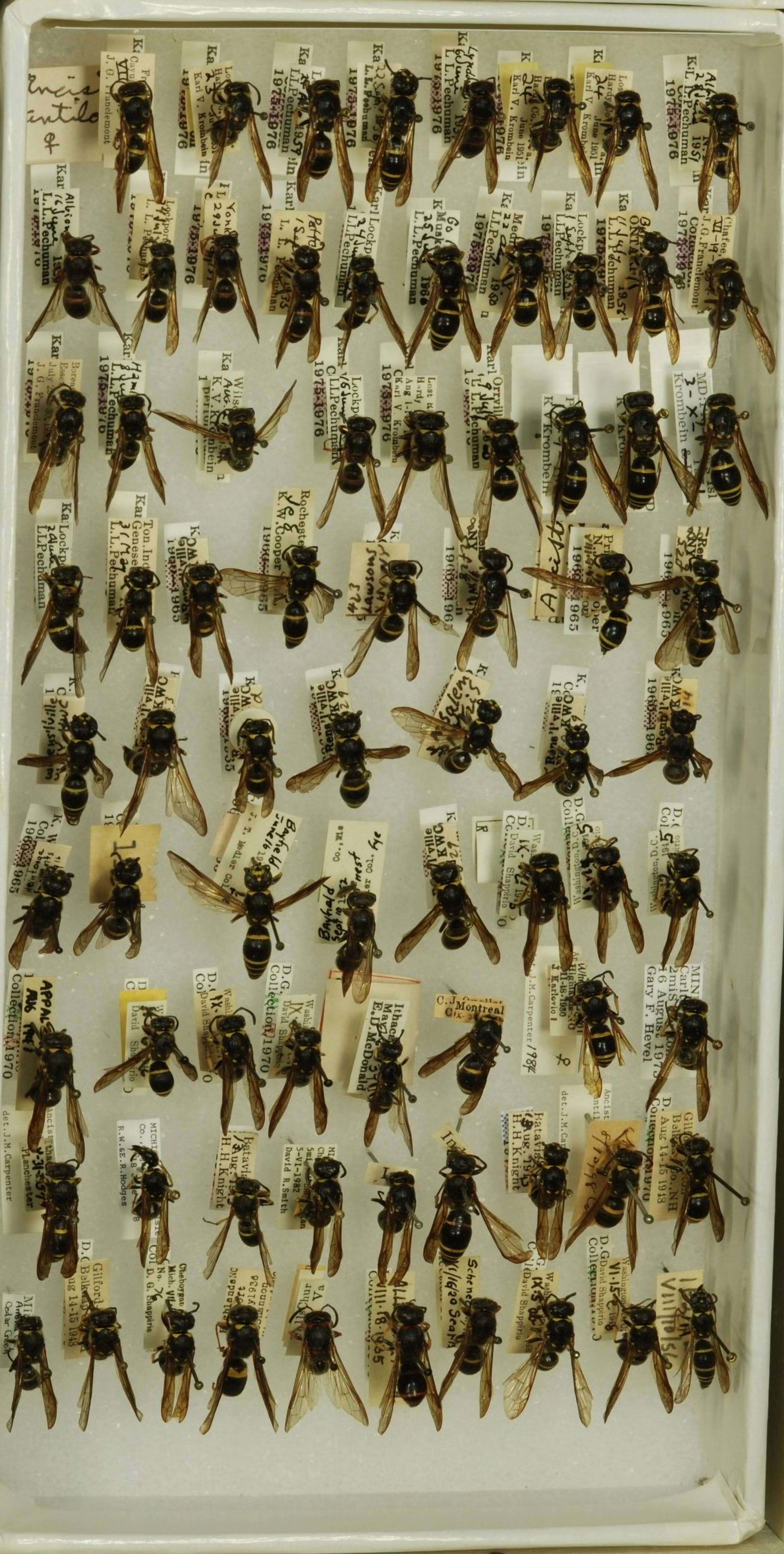 Image of Ancistrocerus antilope (Panzer 1789)