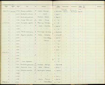 صورة Eremophila alpestris enthymia (Oberholser 1902)