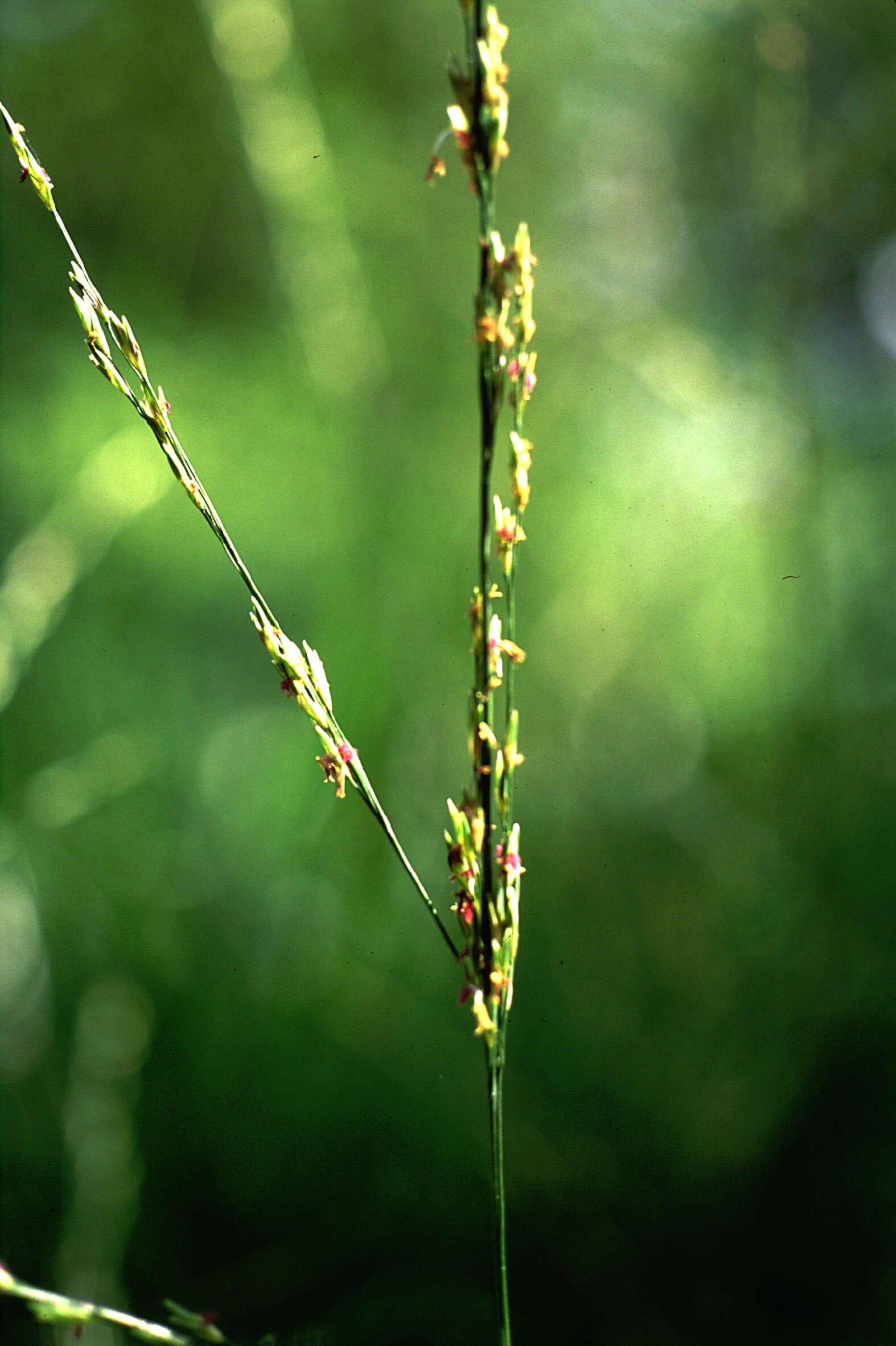 Image of Purple Moor Grass