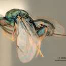 صورة Perissocentrus tumidulus Grissell 1992