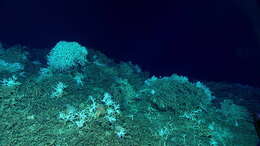 Image of lettuce coral