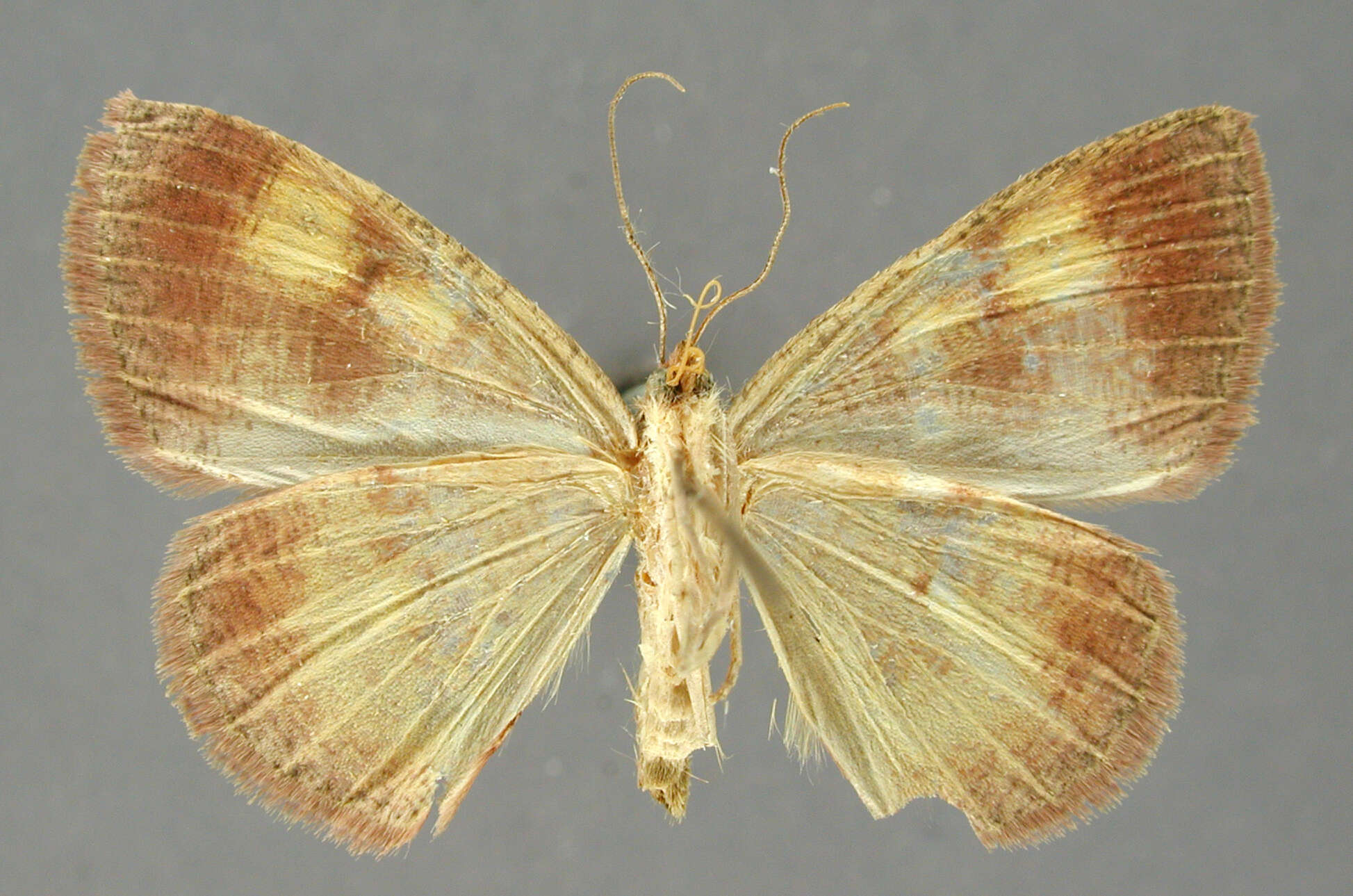 Image of Oenothalia maculosa Dognin 1924