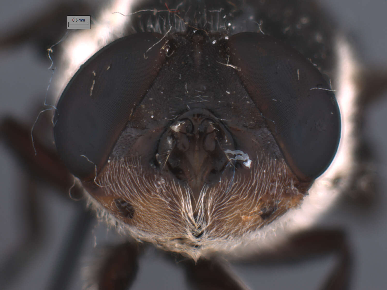 Image of Mouse Bot Fly