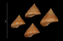 Image of Calliostoma bairdii Verrill & S. Smith