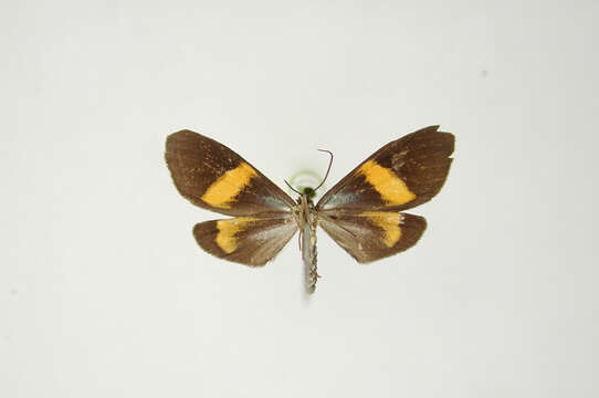 Image of Ctenucha annulata Schaus 1904