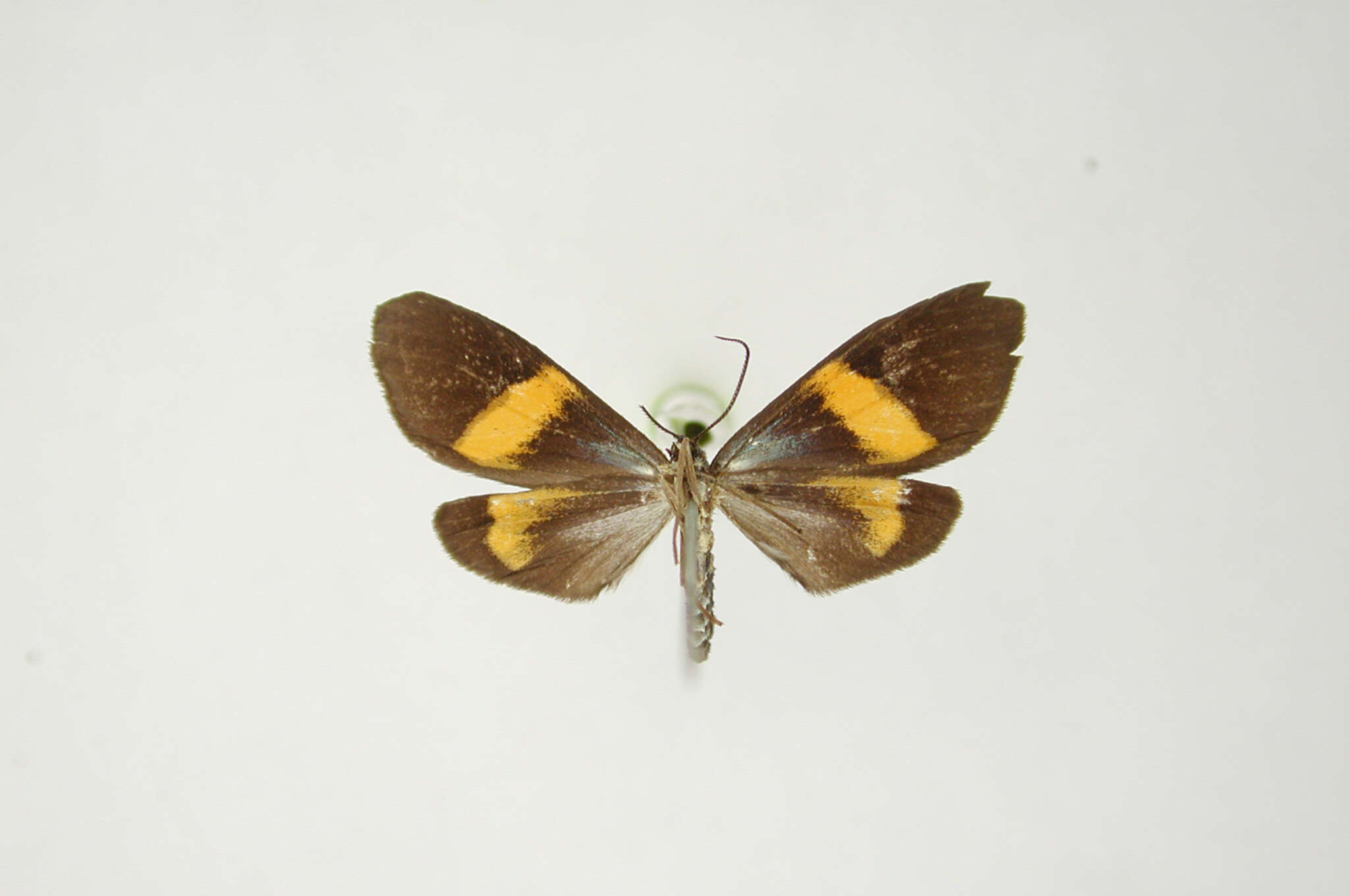 Image of Ctenucha annulata Schaus 1904