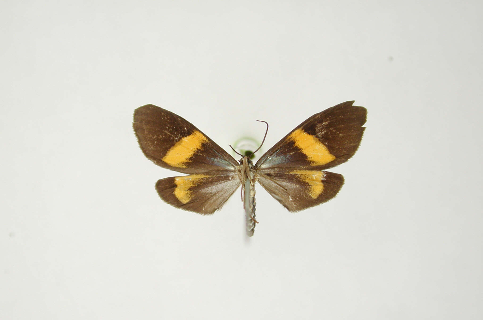 Ctenucha annulata Schaus 1904的圖片