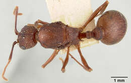 Image of Aphaenogaster treatae Forel 1886