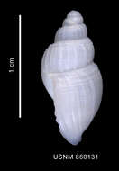 Image de Parabuccinum polyspeirum (Dell 1990)